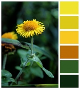 7th Sep 2012 - Little yellow flower