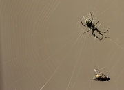 7th Sep 2012 - Said the spider to the fly-3