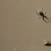 Said the spider to the fly-3 by cdonohoue