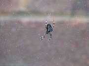 7th Sep 2012 - The Very Busy Spider
