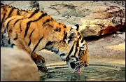 6th Sep 2012 - Tiger Ripples