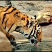 Tiger Ripples by kph129