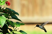 7th Sep 2012 - 9-7 hummingbirds soon leaving