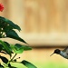 9-7 hummingbirds soon leaving by milaniet