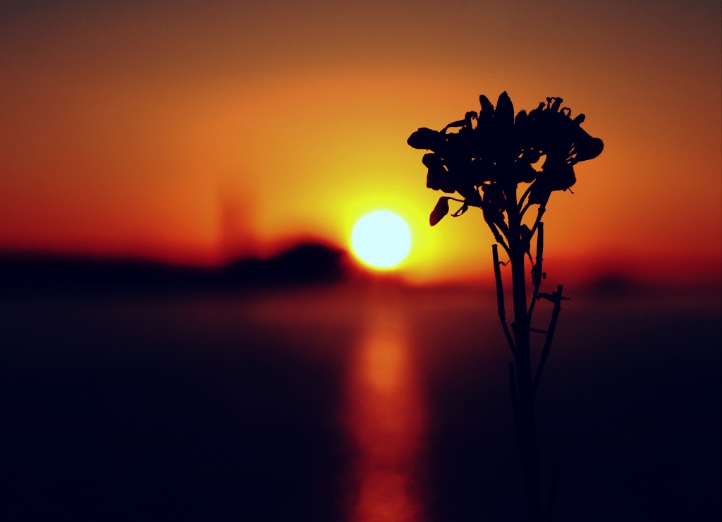 Silhouette of a Weed by andycoleborn