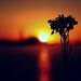 Silhouette of a Weed by andycoleborn