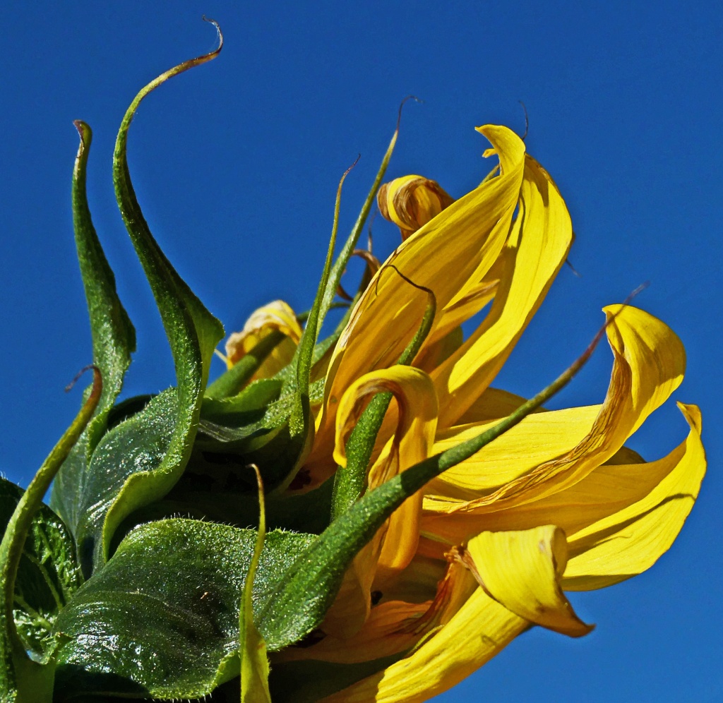 sunflower by jantan