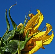 30th Aug 2012 - sunflower