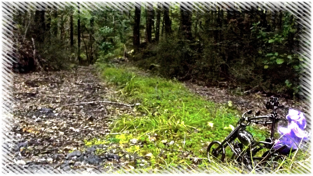 Forest trails by maggiemae