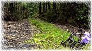 8th Sep 2012 - Forest trails