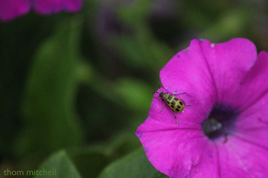 Spotted Cucumber Beetle on Petunia by rhoing