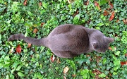 7th Sep 2012 - Cat in Leaves 3