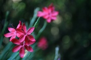 7th Sep 2012 - Garden Flower