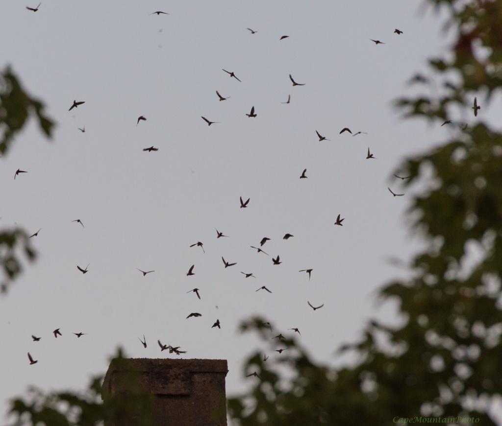 Bed Time for the Chimney Swifts by jgpittenger