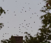 7th Sep 2012 - Bed Time for the Chimney Swifts