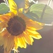 Sunflower in the late sunlight by kiwichick