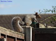 8th Sep 2012 - S is for Squirrel.