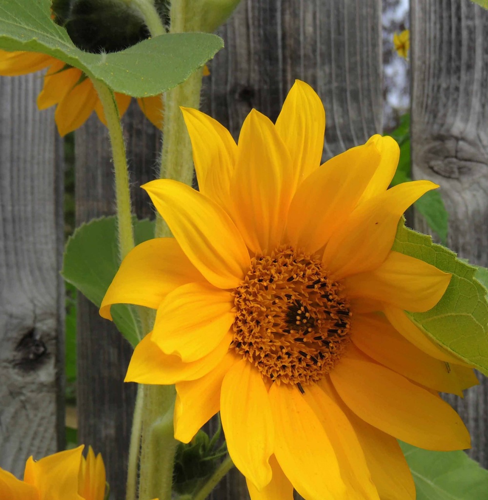 Fence Decor by sunnygreenwood