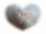 8th Sep 2012 - A" Paws" For Peace