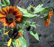8th Sep 2012 - Day 6: Green - burnt orange sunflowers