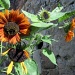 Day 6: Green - burnt orange sunflowers by quietpurplehaze