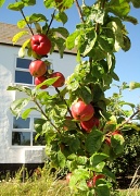 9th Sep 2012 - Day 7: Green - apple tree
