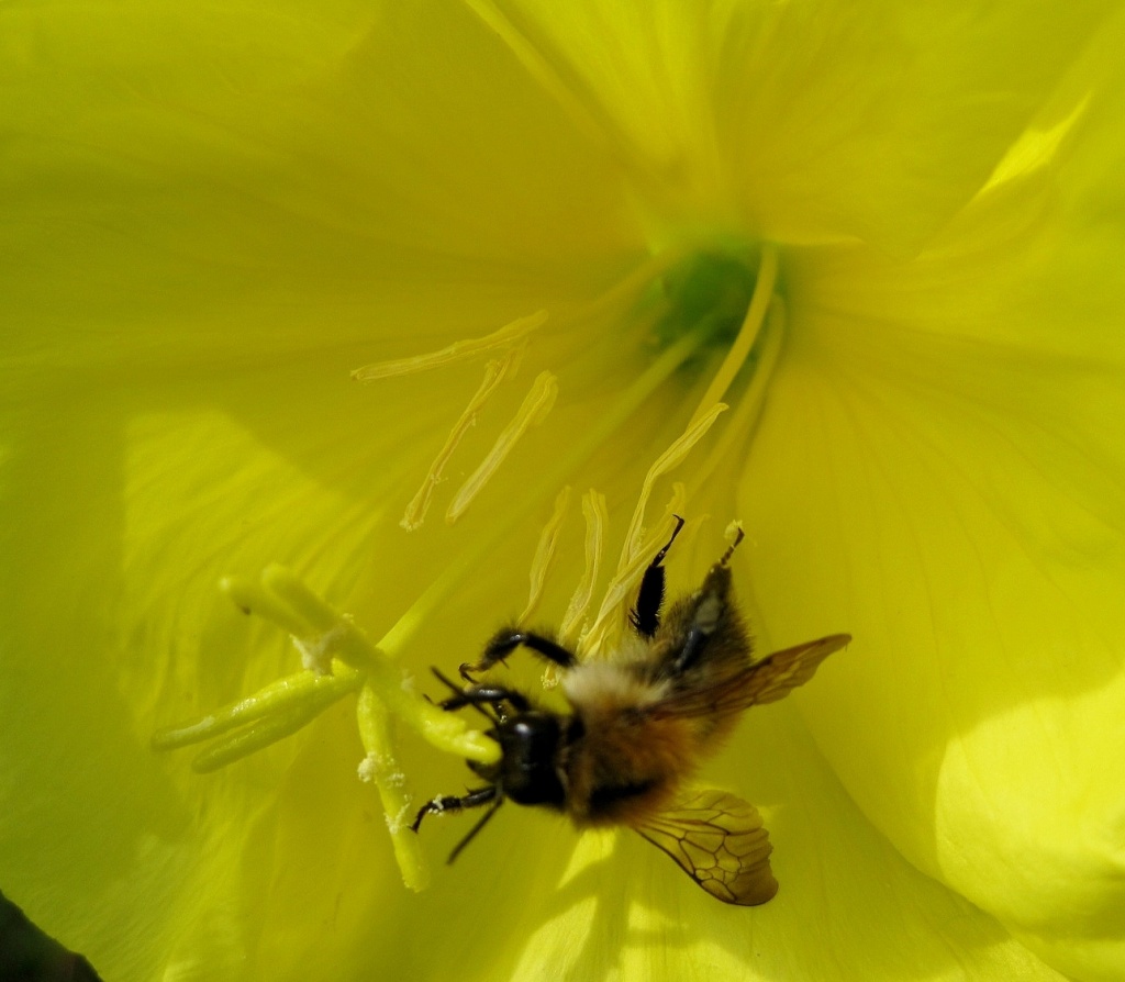 a dizzy bee by quietpurplehaze