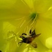 a dizzy bee by quietpurplehaze