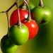 Berries by juletee