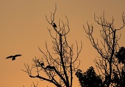 8th Sep 2012 - Silhouettes in warmth