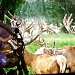 Oh Deer! by maggiemae