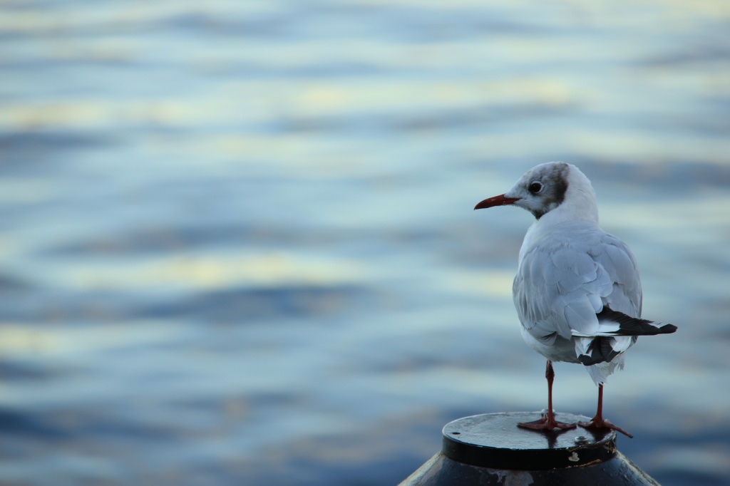 Seagull by belucha