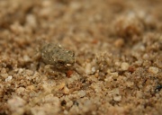 8th Sep 2012 - Red Spotted Toad