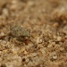 Red Spotted Toad by kerristephens
