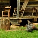 Plymouth Rock Chickens by jayberg