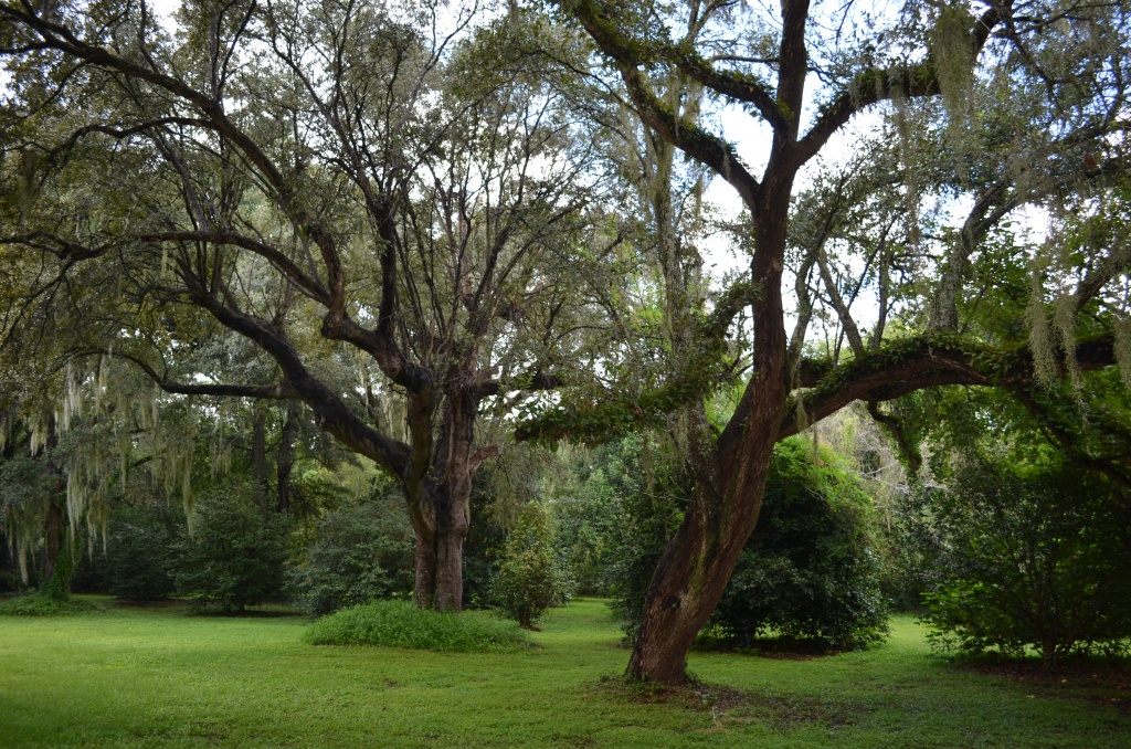 Live oaks after a rain shower, Charleston, SC by congaree
