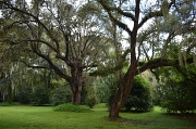 8th Sep 2012 - Live oaks after a rain shower, Charleston, SC