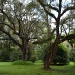 Live oaks after a rain shower, Charleston, SC by congaree