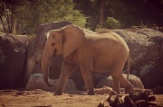9th Sep 2012 - Elephant
