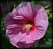 8th Sep 2012 - hibiscus