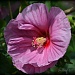 hibiscus by mjmaven