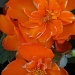 Orange flowers by madamelucy