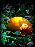 8th Sep 2012 - The Great Pumpkin