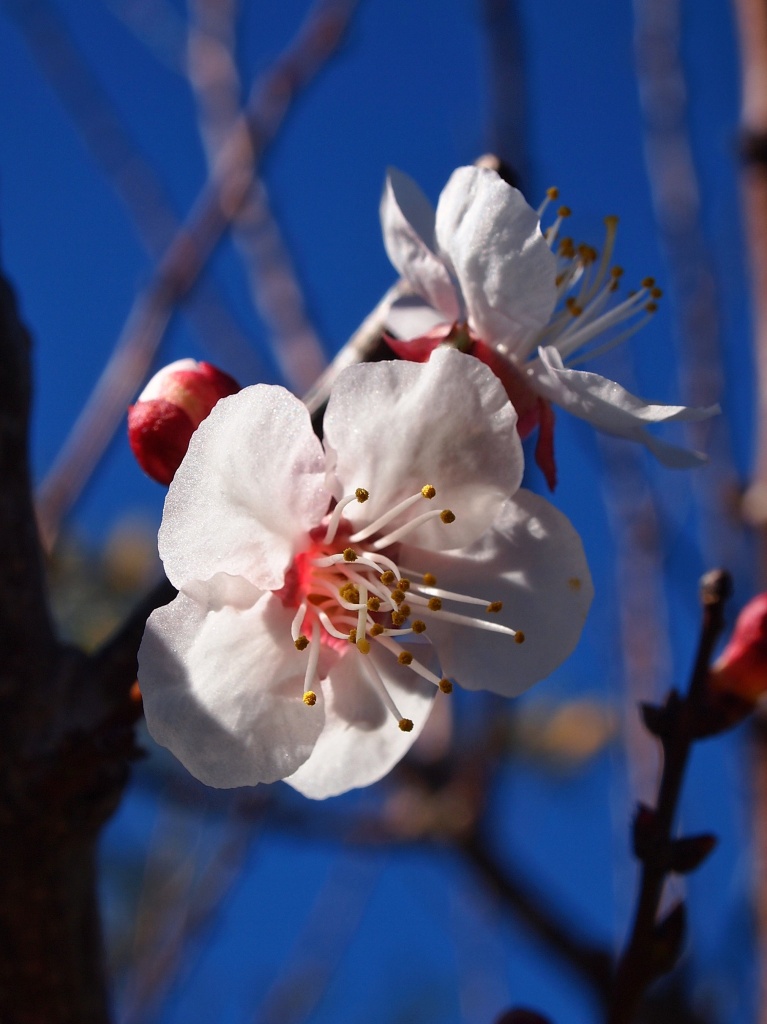 Blossom in spring by peterdegraaff