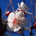 Blossom in spring by peterdegraaff