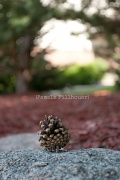 6th Sep 2012 - pinecone zen...