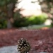 pinecone zen... by earthbeone