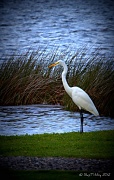 8th Sep 2012 - White Egret