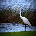 White Egret by skipt07