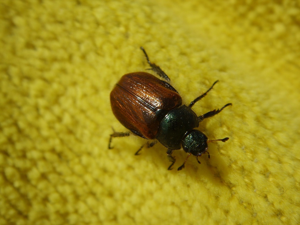 Beetle by berend